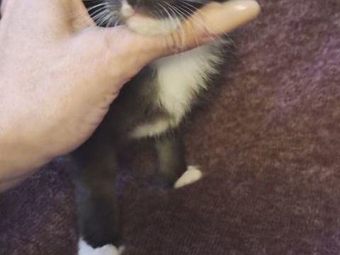 A RESERVER POUR D&eacute;but JUIN Chaton Maine Coon Black Solide
1000 77300 Fontainebleau