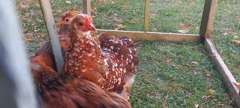 Divers races de poules et coqs d'ornements 8 59310 Auchy-lez-orchies