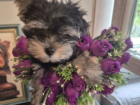 Vend chiot m&acirc;le Yorkshire vacc puce 
950 84410 Bédoin