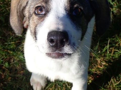 Chippawa &agrave; l'adoption 320 69390 Charly