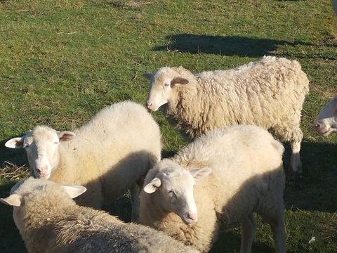 Moutons élevés en plein air 80 40180 Hinx