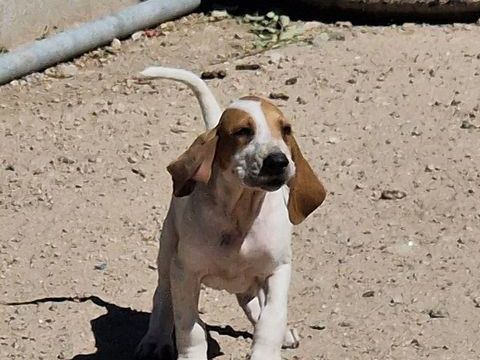 Chiot de chasse 0 63940 Marsac-en-livradois