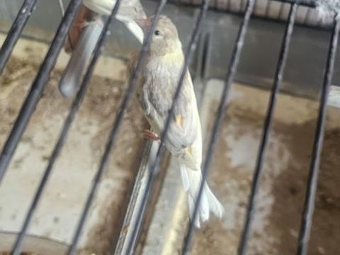 Des canaris 30 94800 Villejuif