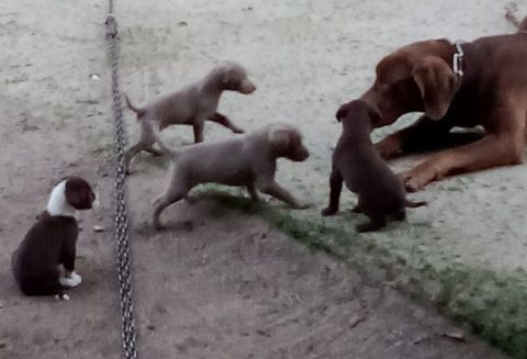 4 Chiots de souches Braque Croisés 0 40170 Lit-et-mixe