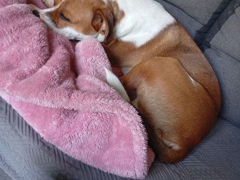 Chien de 9 mois 0 62310 Fruges