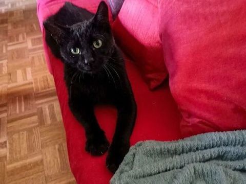 LINO CHAT  NOIR 2 ANS 1/2 195 92260 Fontenay-aux-roses