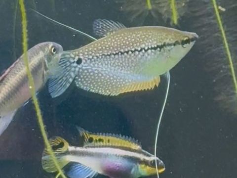 Couple gourami perl&eacute; 20 92310 S�vres