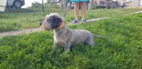   Magnifiques chiots Teckel poil dur standard 