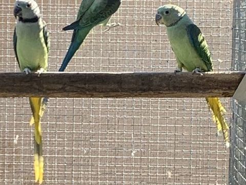 Perruche Malabar 350 85140 Chauch�