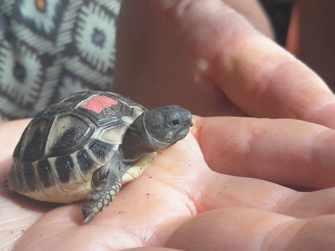 Petites tortues herman 50 26390 Tersanne