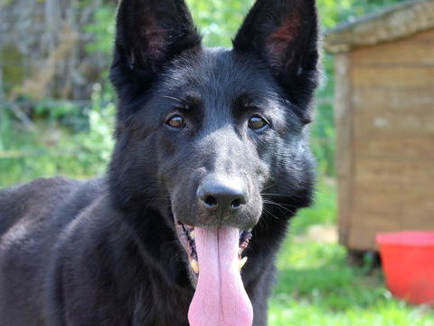 MARLENE, magnifique Berger Allemand noire à adopter via l'association UMA 330 18210 Bessais-le-fromental
