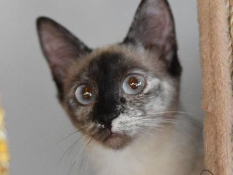 KYLIE 220 27620 Gasny