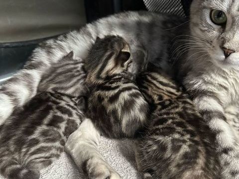 Chatons Bengal -  Brown , Snow et Silver A reserver 1200 71210 Montchanin