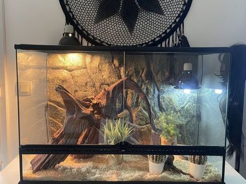 Terrarium et pogona 300 31320 Castanet-tolosan