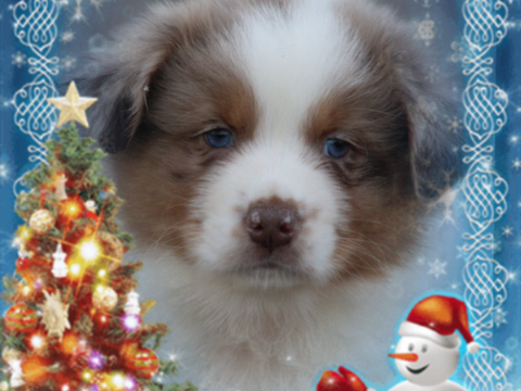 Bergers Australiens chiots LOF disponibles 800 85600 Montaigu