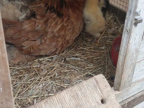 poule et coq brahma et ?ufs fecondes
3 83136 Forcalqueiret