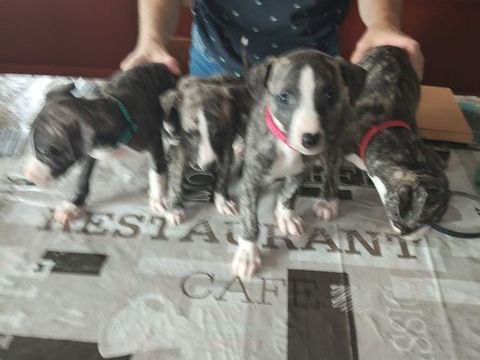 de whippet 700 64300 Orthez