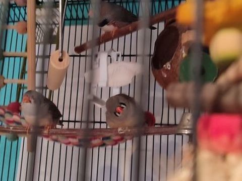 cage plus mandarins 60 67115 Plobsheim