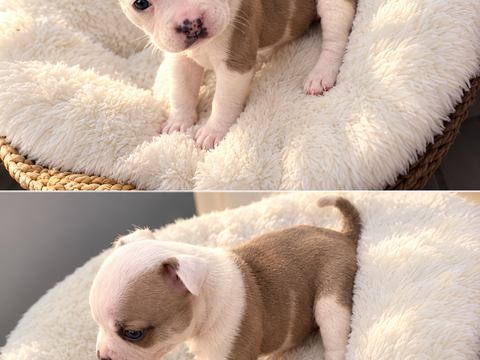 Chiot bulldogue 600 85190 Aizenay