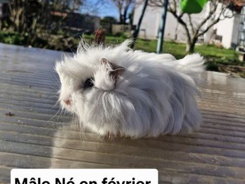 Cochons D'Inde m&acirc;les 15 31600 Eaunes