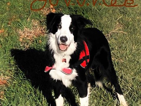 Border collie / Berger Australien 12 mois 250 81390 Saint-gauzens