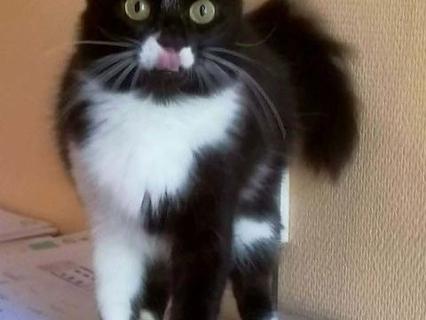 Alice adorable chatte 1 an poils mi longs caline a adopter 140 11000 Carcassonne