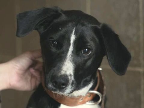 AMANDA 320 27620 Gasny