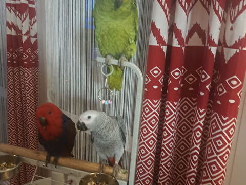 Recherche amazone &agrave; front bleu 1 59000 Lille