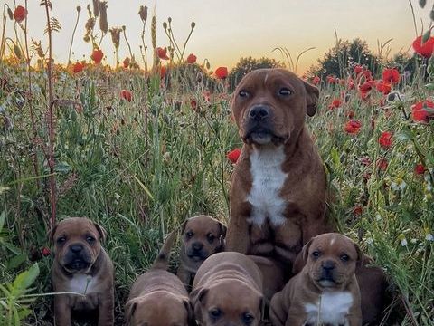Staffie chiots 1500 67730 Ch�tenois