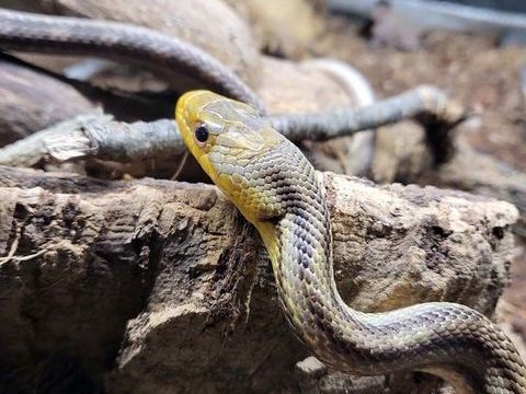 SOORO, magnifique Serpent des blés  Pantherophis Guttarus x bairdi à adopter via l'association UMA 20 56220 Peillac