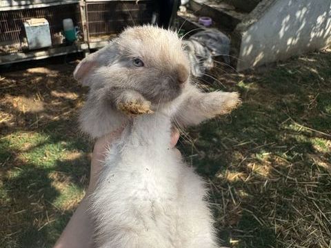 Lapin nain 0 91700 Fleury-mrogis