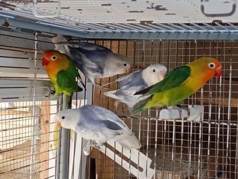 Inseparable Fischer et personata 25 62340 Andres