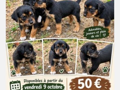 B&eacute;b&eacute;s chiots &agrave; r&eacute;server 0 37190 Vallères