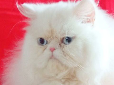 PERSAN LOOF 690 58300 Cossaye