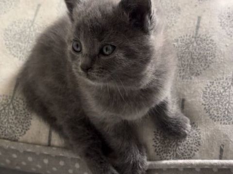 cinq chatons chartreux LOOF 600 26300 Ch�teauneuf-sur-is�re
