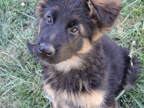 Chiot Berger Allemand poil long LOF
1400 71310 Serley