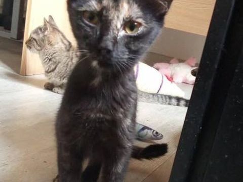 Chat KIWI à l adoption 110 07500 Guilherand-granges