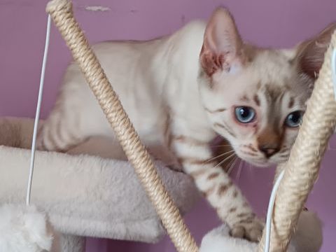 Chaton bengal snow lynx femelle 1400 62700 Bruay-la-buissire