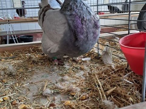 PIGEONS  Mondain 40 56340 Carnac