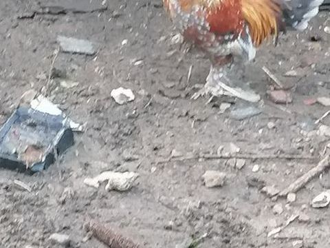 Poule et coq Sabelpoot 30 87400 Saint-lonard-de-noblat