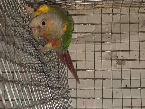 Couple conure molinae adulte 180 95190 Goussainville