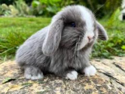 Garde de vos petits animaux en cage 0 42100 Saint-etienne