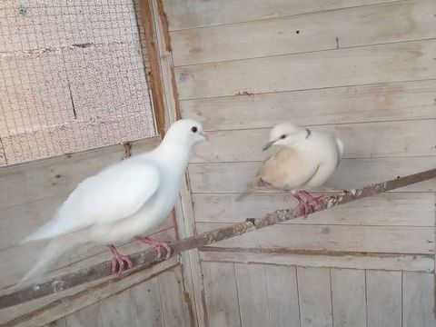 colombe 20 34290 Alignan-du-vent