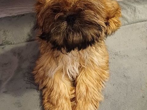 Shih tzu m&acirc;le  de 14 mois cherche copine. 0 91790 Boissy-sous-saint-yon