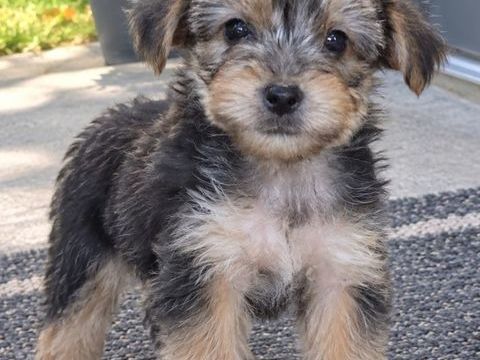 Chiot femelle yorkshire 890 27500 Bourneville