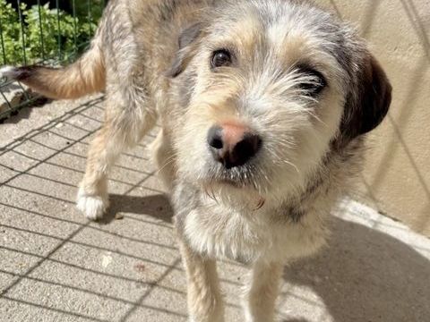 BRASSENS, griffon chiot 8 mois 220 34500 B�ziers