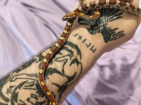 Serpent des bl&eacute;s / Pantherophis Guttatus Rouen 50 76100 Rouen