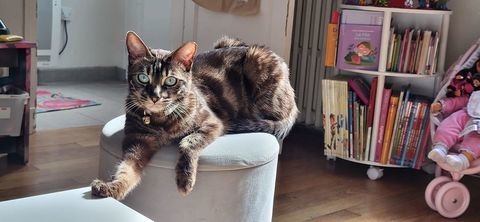 Chat femelle bengal 350 92160 Antony