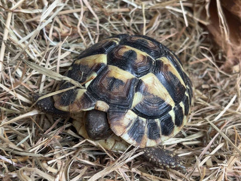 Tortue Herman &acirc;g&eacute;e de 3 ans 200 69380 Civrieux-d'azergues