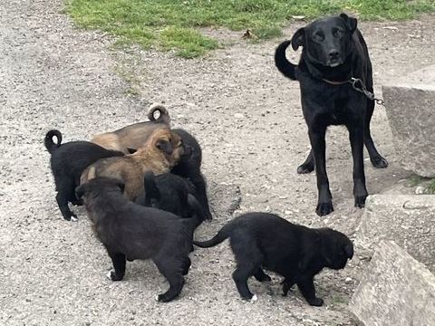 Chiots 0 11240 Escueillens-et-saint-just-de-b�lengard